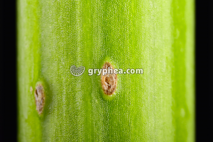 GN 06507 Lenticelle sur tige de Sureau (x4) - gryphea.org